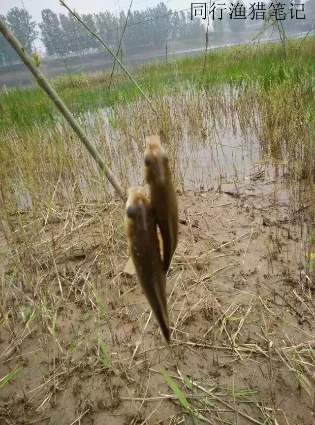 钓鱼记录2019,最新的钓鱼日记