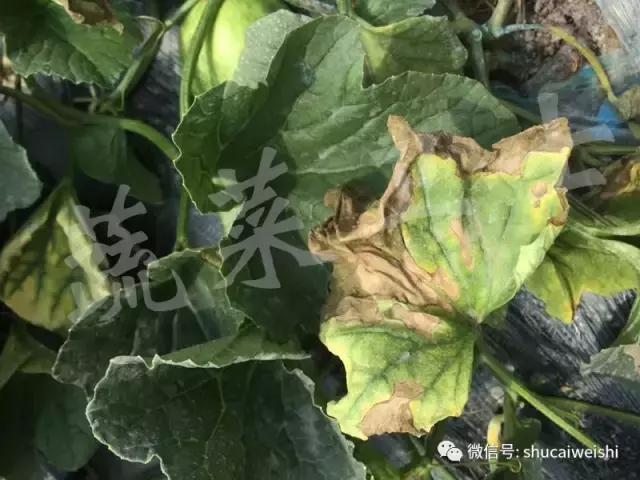 蔓枯病防控,蔓枯病怎么防治