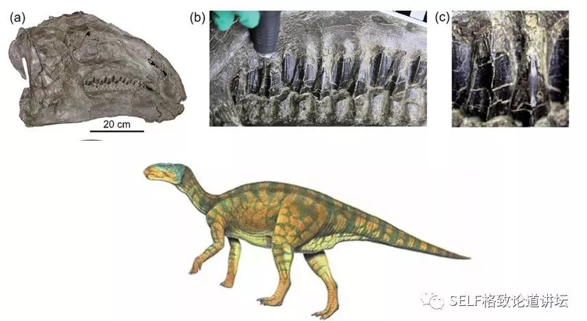 关于恐龙的研究详细,恐龙食谱大全及做法