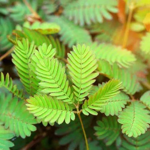 全部金木水火土五行五系植物介绍,五种植物代表五行