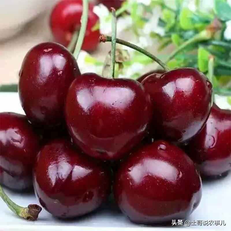 种甜樱桃的老农，利用残次品生产樱桃美酒，你也可以试试