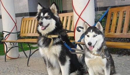 最容易被认错的狗狗品种,五种容易叛变的狗狗