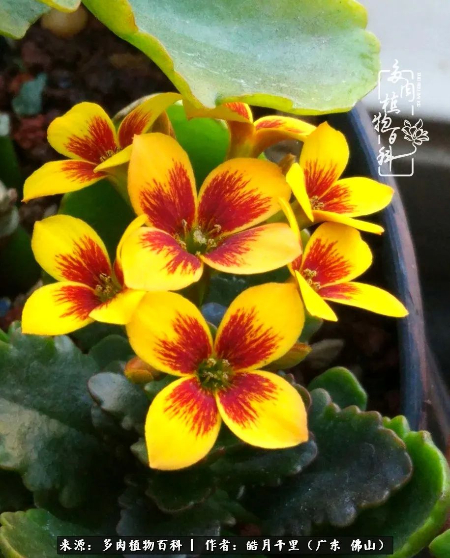 多肉娇气养不活多肉的10个秘密,养多肉是件很治愈的事情