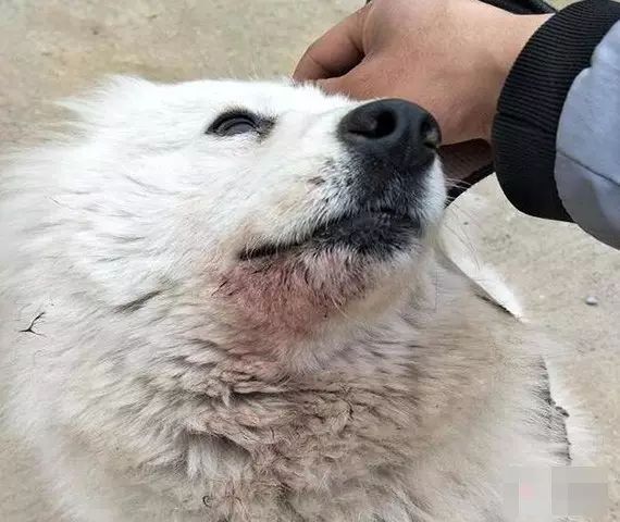 别再说笼养狗狗不好了,小恶魔萨摩耶