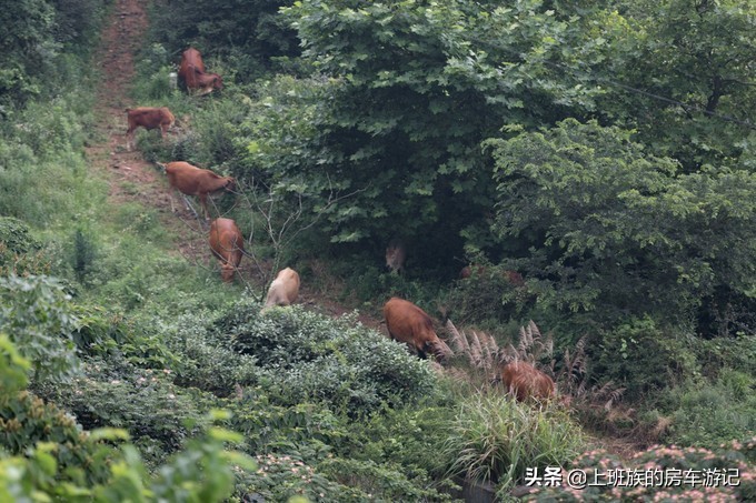 花鸟岛和枸杞岛攻略,海花岛攻略带你玩转海花岛