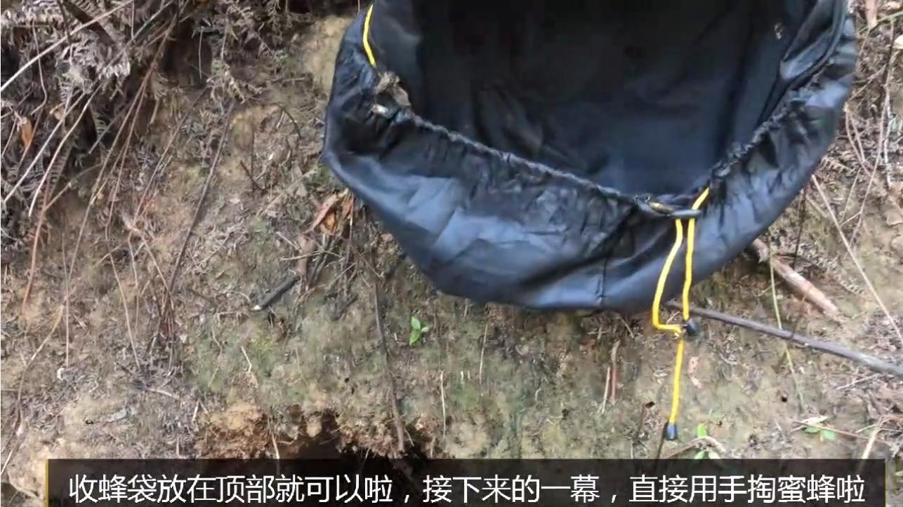 野外地里的蜜蜂怎么收进箱子,野外的蜜蜂怎样收回家里来养