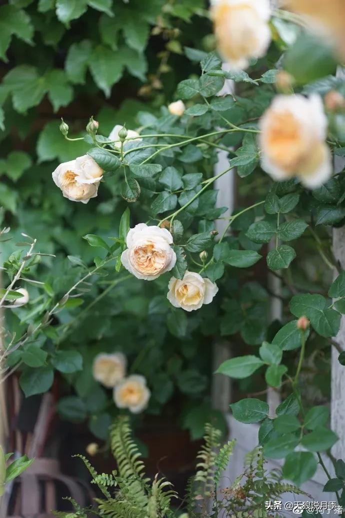 又一个十年,国产自育品种