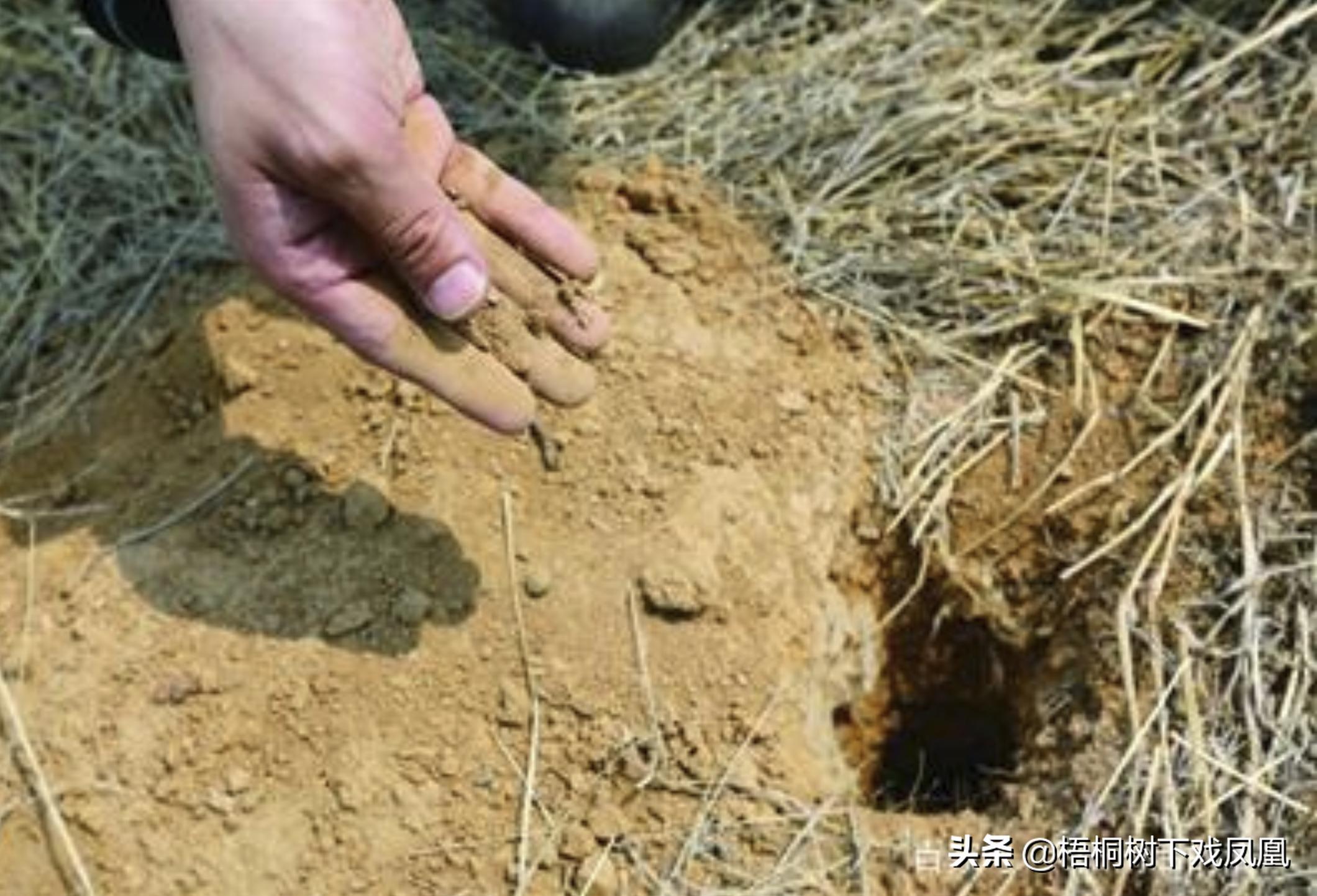 2017年几个山东人到内蒙古盗墓，租用一台挖掘机，称是“挖沙子”