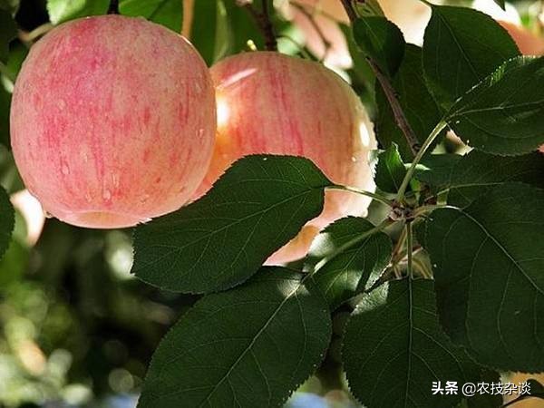 盛果期苹果树修剪的任务是什么,苹果树如何促进枝条生长