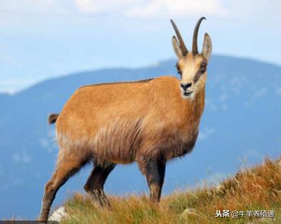 现在哪里羊市羊价最便宜,羊市羊价格今日