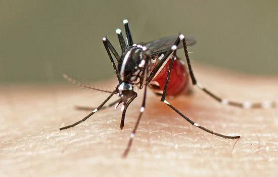 最强科普防蚊知识,从专业角度解读最全灭蚊方案