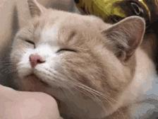 养了十多天的猫猫想抱它要怎么做,养了两年的猫怎么教