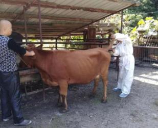 养牛户注意了,这种病感染牛同时传染人后不孕不育、教你怎么预防