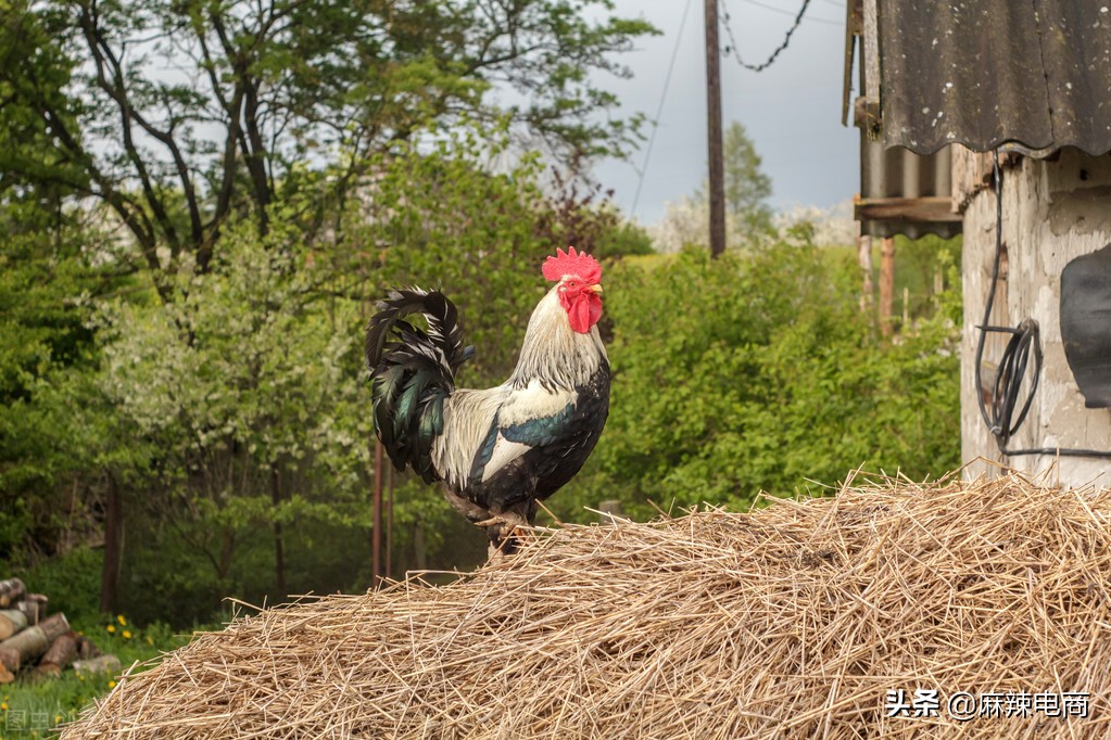 拼多多成功的秘诀是什么,拼多多的成功的秘诀有哪些