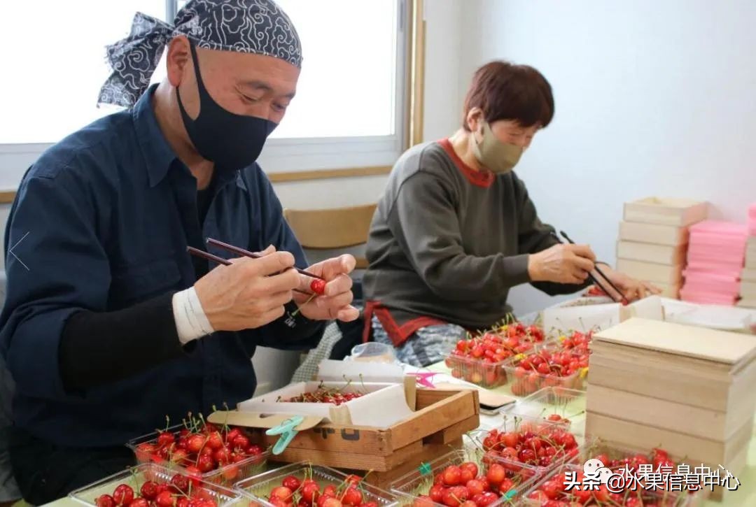 卖樱桃8块一斤十五块两斤的视频,一斤樱桃多少钱