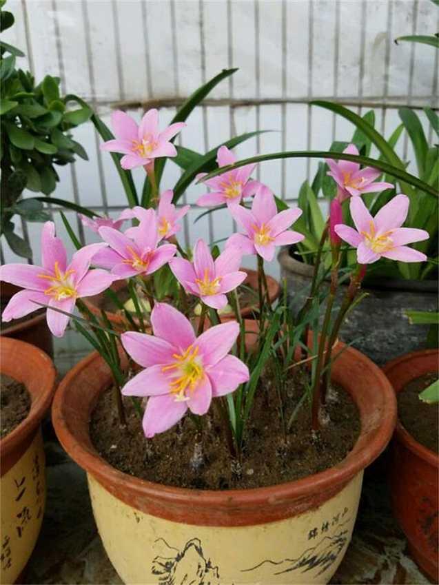 想要养好花几招教会你,想养好花掌握这些妙招