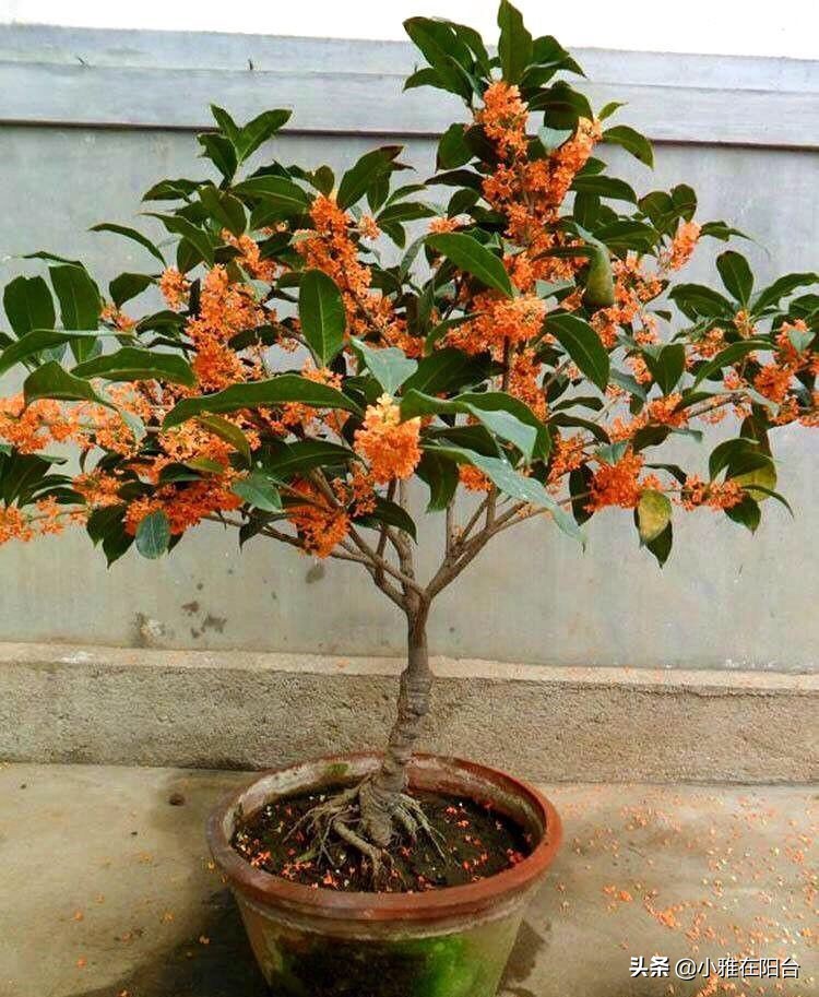 老桩造型桂花盆栽怎么养,盆栽桂花怎么养才能爆盆