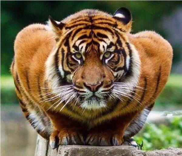 猫科动物战斗力排行榜详细版,战斗力最强的猫科动物排名榜