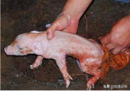 分娩母猪接生关键技术,人工助产母猪方法