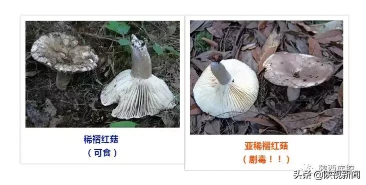 野生蘑菇吃的时候怎么辨别有毒,警惕野生蘑菇不能随便采小心中毒