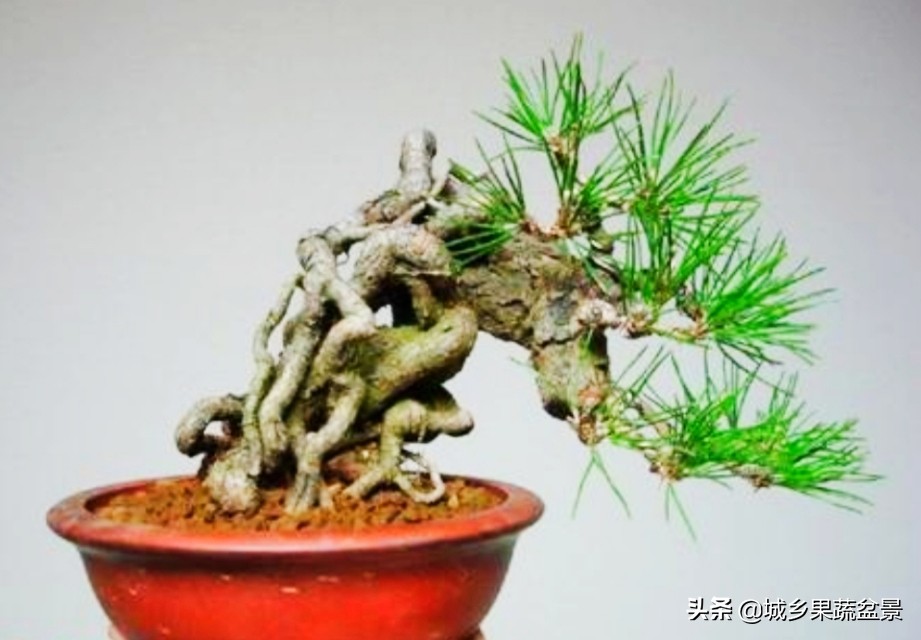 小黑松盆景的造型,黑松盆景各种造型名称及图片