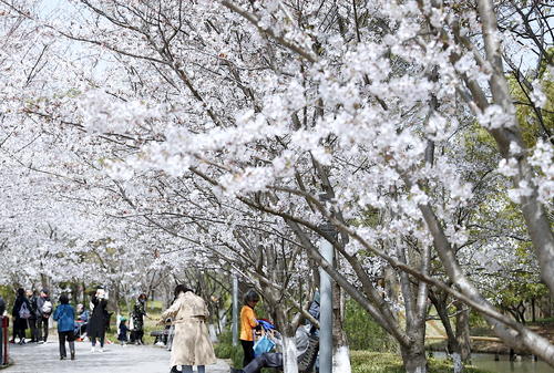 上海顾村公园樱花时间,2022上海顾村公园樱花开了吗