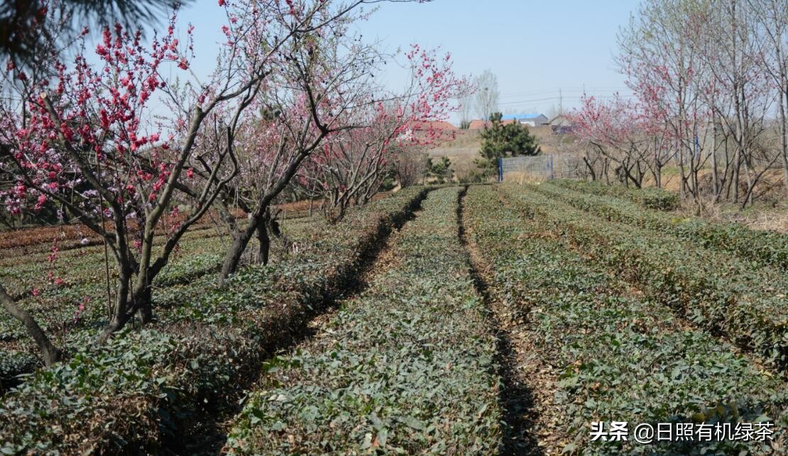 2021年日照绿茶春茶现状解读！这是高纬度茶的必然