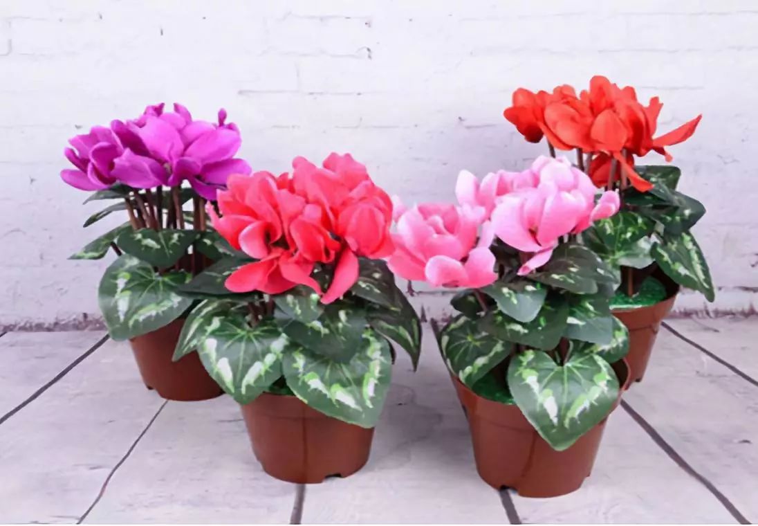 花突然蔫了?你家装修污染可能出问题了!