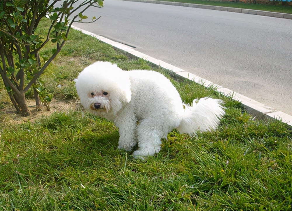 怎么通过狗狗的便便辨别健康状况,狗狗便便正常说明身体健康吗