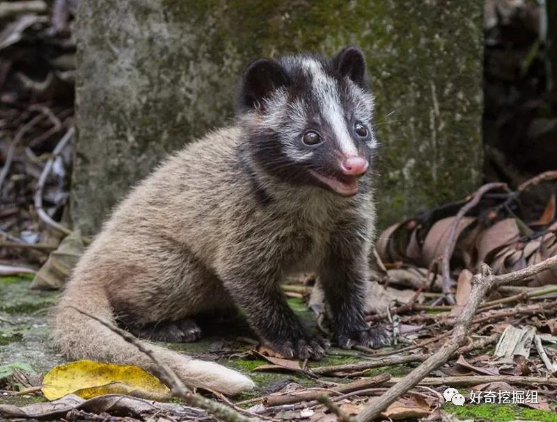 恐怖蝙蝠纪录片,蝙蝠有多可怕小说