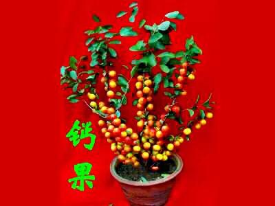 欧李～春观花，夏赏叶，秋品果；既可观赏，也可食用，一举两得。