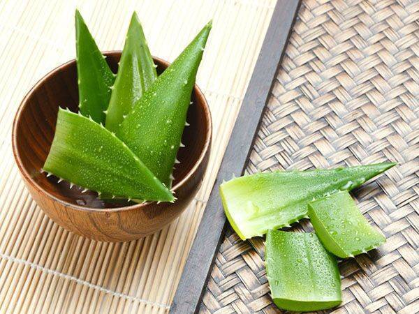 卧室养芦荟好处和坏处,养芦荟怎么保湿好用呢