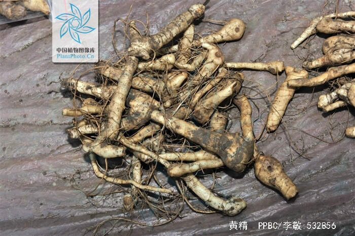 中药材黄精烘干机,中药材黄精