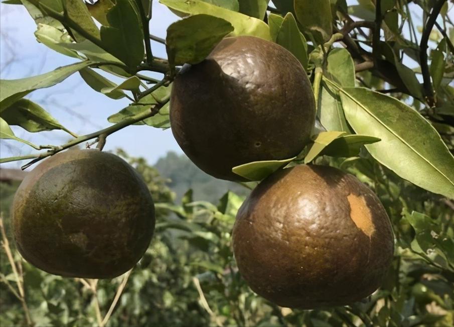 黑皮果锈壁虱,怎么分辨柑橘锈壁虱果和沙皮病果