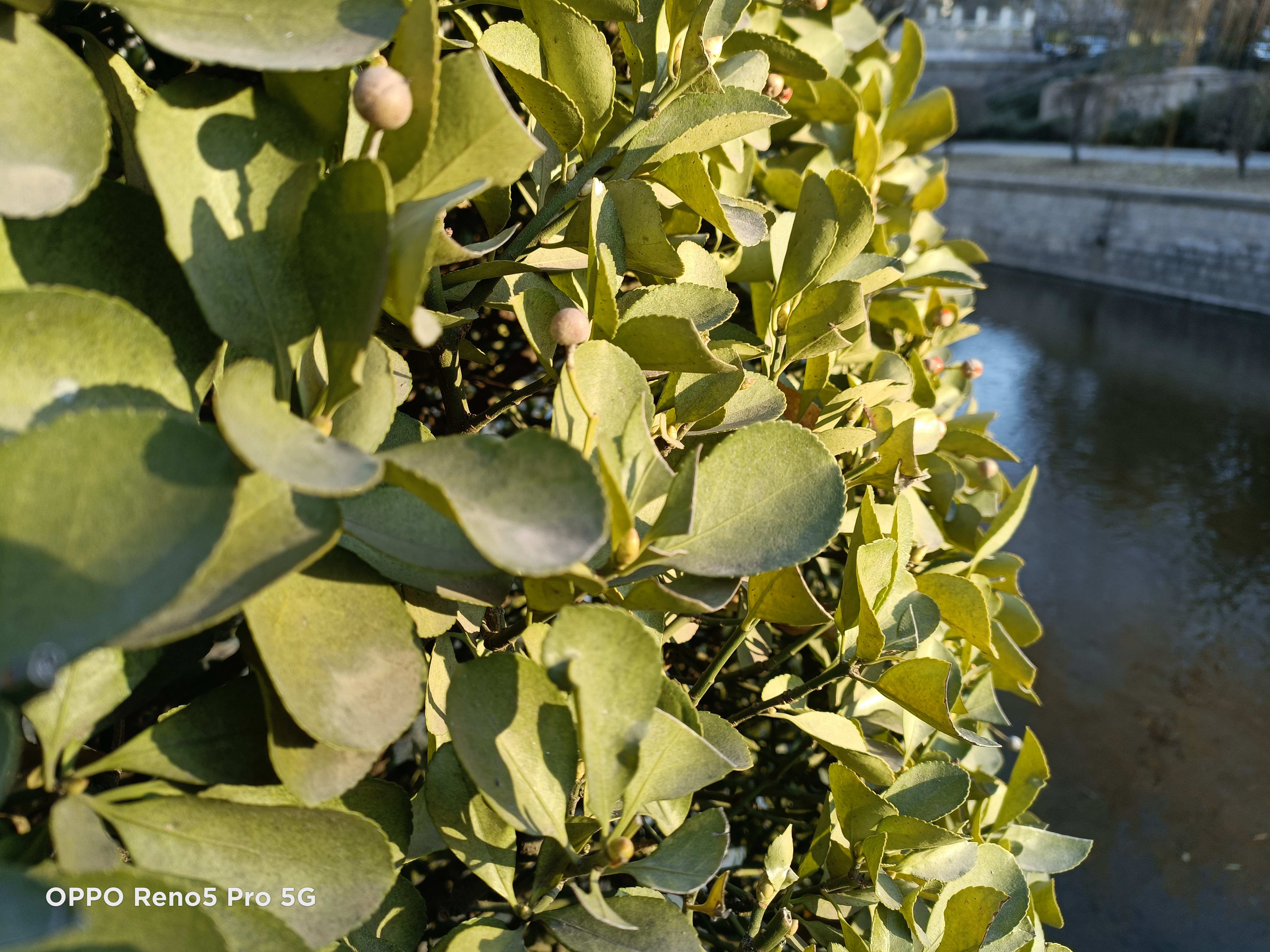 一加8t与opporeno5pro怎么选,opporeno8pro拍照对比xr