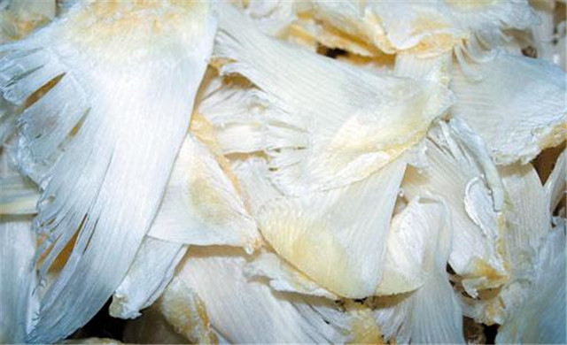 鱼翅真的没有营养吗,什么鱼翅好吃又有营养