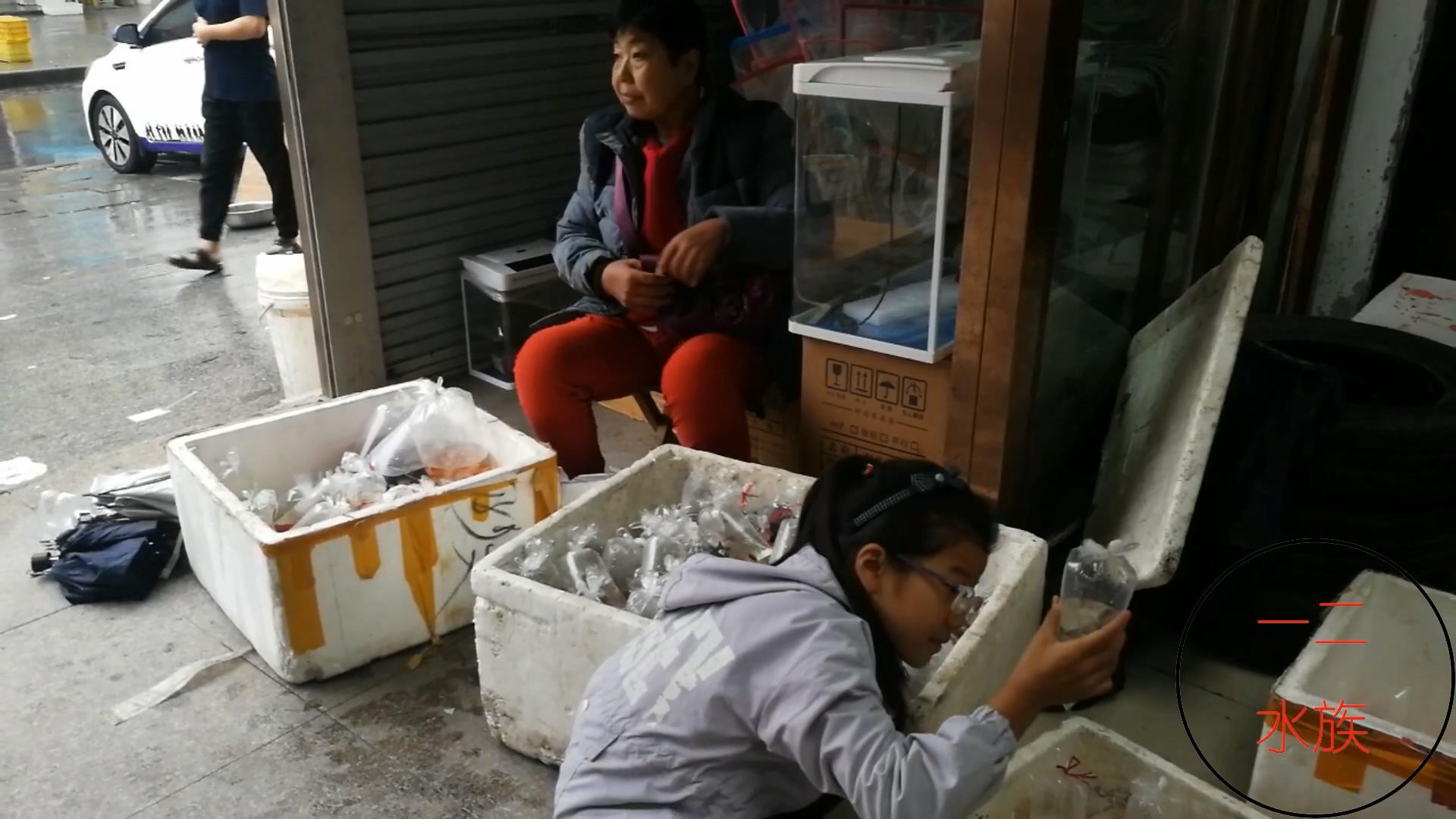 孔雀鱼10元一对成鱼,观赏鱼早市买孔雀鱼视频