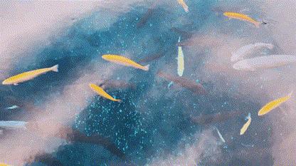 黄腹月亮宝石吃什么,没有黑点的黄腹月亮宝石