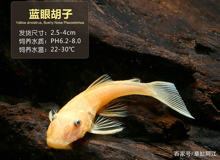 黄金胡子鱼怎么养才能更好的繁殖,黄金胡子鱼怎么养才能养活