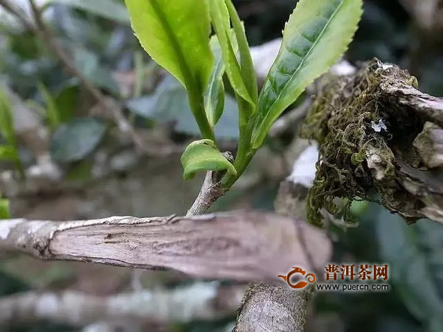 普洱茶里的马蹄是什么,普洱茶里马蹄是什么