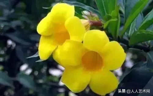 全国56市市花太美了的视频,中国56市市花图片