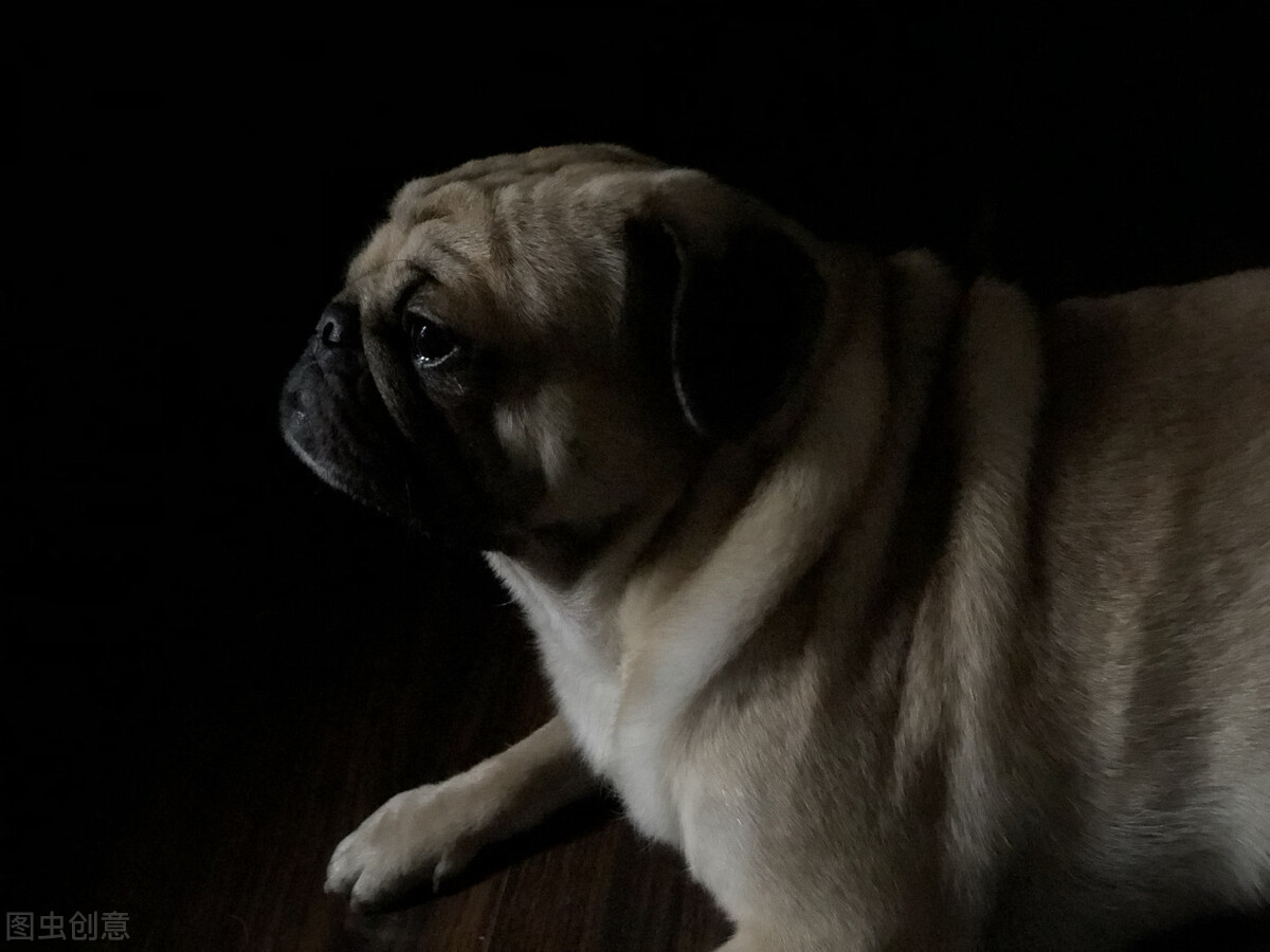 巴哥犬好养吗养巴哥犬的注意事项,八哥犬和巴哥犬有什么区别呢