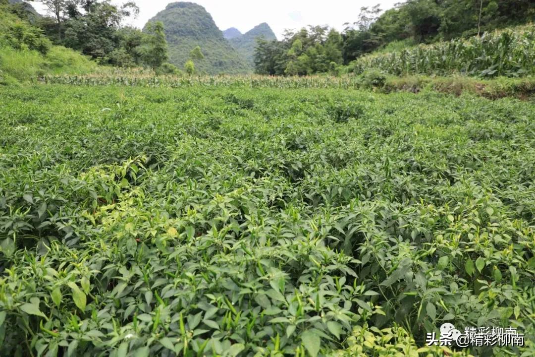 乡镇辣椒丰收信息,火红的辣椒映出红红火火的日子