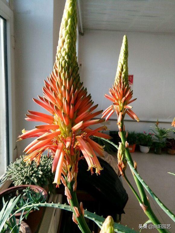 芦荟怎么养才能更旺盛视频,芦荟怎么养才能长得快又茂盛