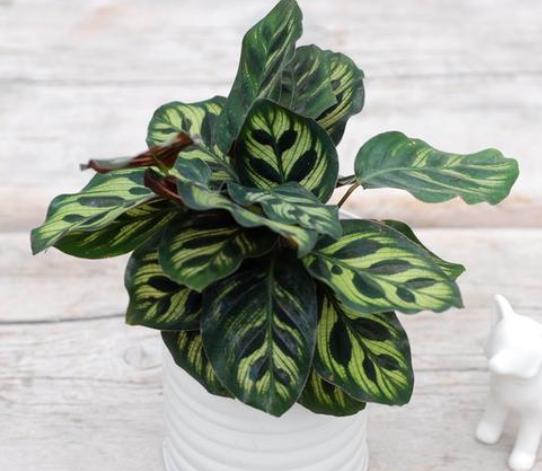 竹芋烂根,猫眼竹芋叶子枯死烂根什么原因