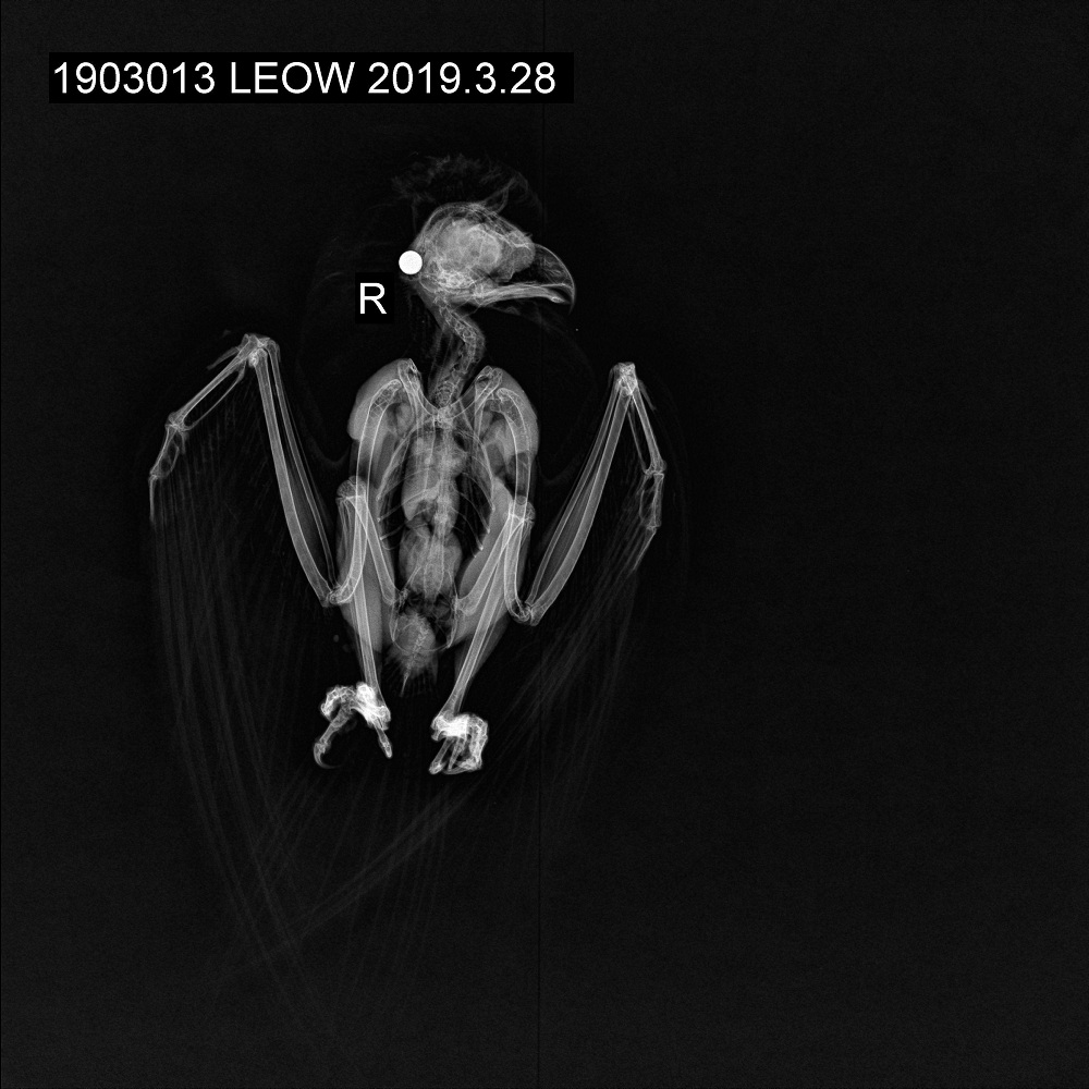 猛禽康复训练视频,猛禽康复师纪录片