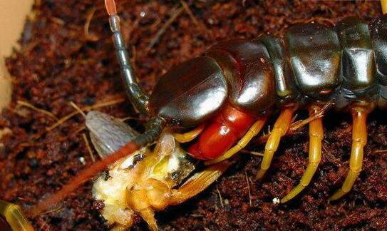 巨大的蜈蚣灭绝了么,地球上是否真的存在巨型蜈蚣