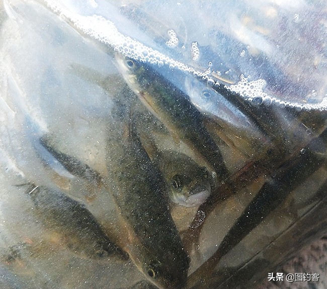 金沙江上游的江鱼有哪些,金沙江上游都有哪些鱼种