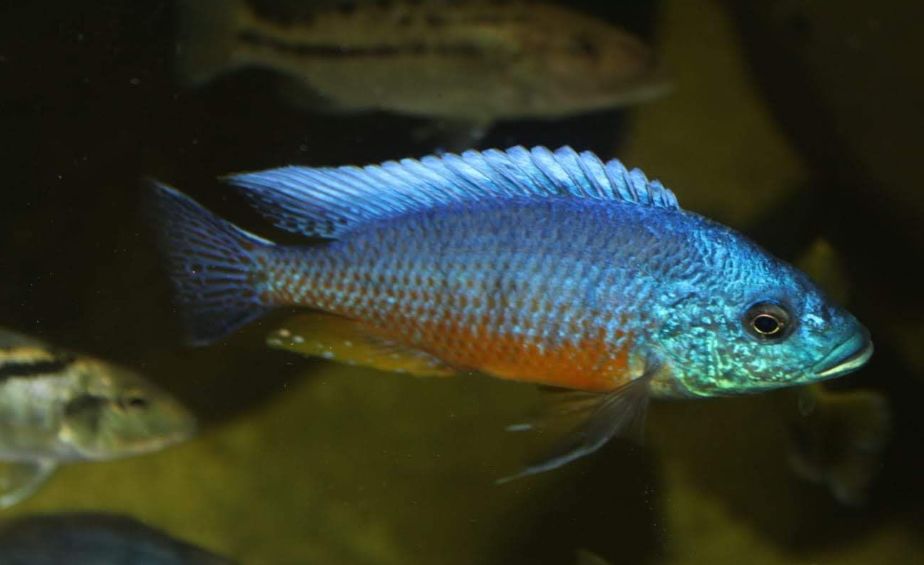 自己做大型水陆缸,在家自己打造一个沙漠缸