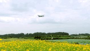 双流空港花田最新进展,双流空港花田开放了吗最新回复